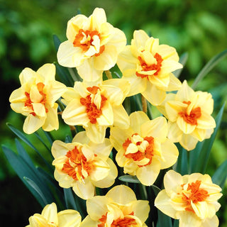 Narciso - Double Fashion - Narcissus - Profumo intenso di giardino di primavera - 5 bulbi