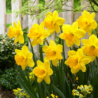 Narciso - Gigantic Star - Narcissus - Fiori grandi, effetto wow in giardino - 5 bulbi