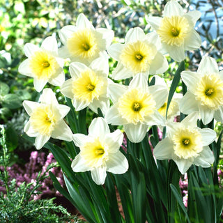 Narciso - Ice Follies - Narcissus - Ideale per aiuole e vasi - 5 bulbi