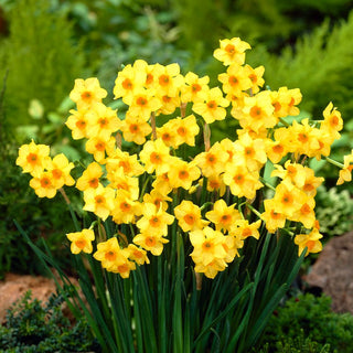 Narciso - Martinette - Narcissus - Giallo intenso e arancio - 5 bulbi