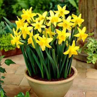 Narciso - February Gold - Narcissus - Giallo intenso, fioritura primaverile precoce - 5 bulbi