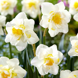 Narciso - White Lion - Narcissus - Successo primaverile bianco e giallo nelle aiuole - 5 bulbi