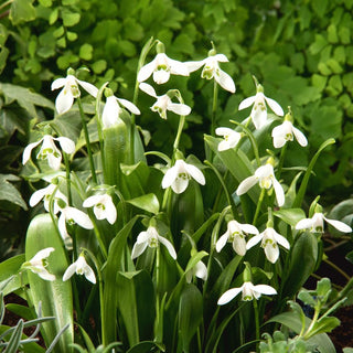 Galanthus woronowii - Tappeti bianchi già a marzo - 5 bulbi