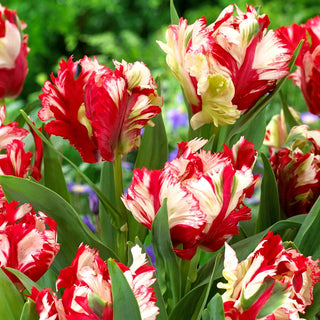 Tulipano - Estella Rijnveld - Tulipa - Raro e originale - 5 bulbi