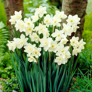 Narciso - Pueblo - Narcissus - Esplosione di freschezza bianco giallo - 5 bulbi