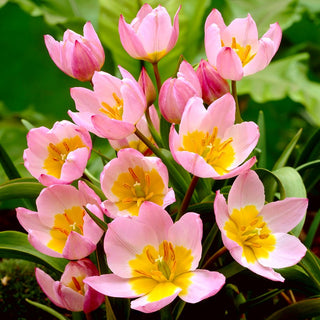 Tulipano botanico - Lilac Wonder - Tulipa - Fiori a stella, eleganza leggera - 5 bulbi