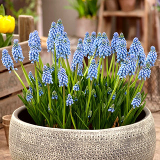 Muscari - Atlantic - Blu intenso delle aiuole di primavera - 10 bulbi
