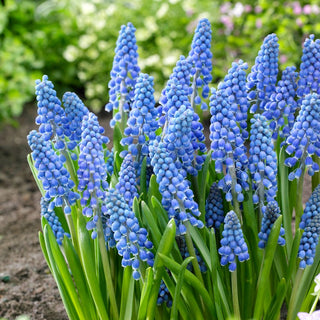 Muscari - Big Smile - Fiorisce in aprile, incanta con il colore - 10 bulbi
