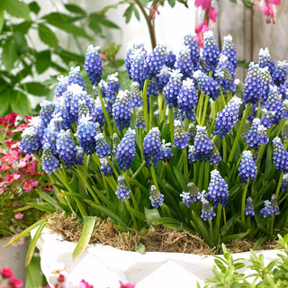 Muscari - Touch of Snow - Primavera elegante - 10 bulbi