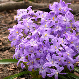 Chionodoxa luciliae - Violet Beauty - Delicata macchia viola primaverile - 10 bulbi