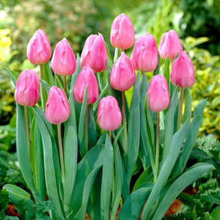 Tulipano - Aafke - Tulipa - Incanta per bellezza e durata - 5 bulbi