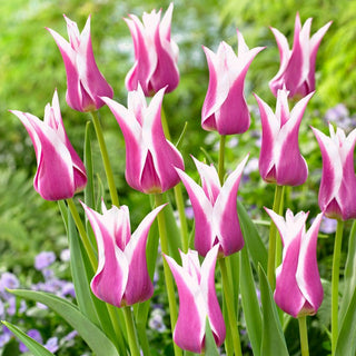 Tulipano - Ballade - Tulipa - Fioritura tardiva, stagione lunga - 5 bulbi