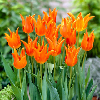 Tulipano - Ballerina - Tulipa - Arancione con sfumature lampone - 5 bulbi