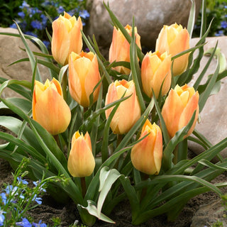 Tulipano - Batalinii Bright Gem - Tulipa - Colore caldo a contrasto nel verde - 5 bulbi