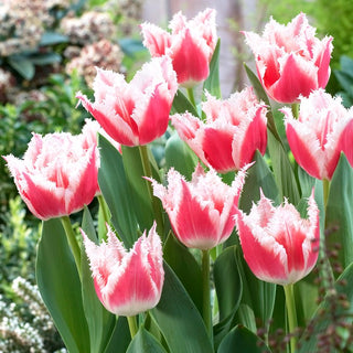 Tulipano - Bell Song - Tulipa - Atmosfera nostalgica in giardino - 5 bulbi