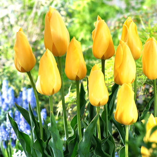 Tulipano - Big Smile - Tulipa - Colore vivace, effetto primaverile - 5 bulbi