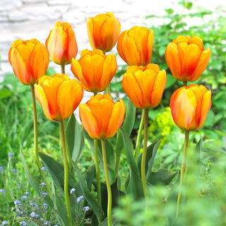 Tulipano - Blushing Apeldoorn - Tulipa - Fascino naturale dalla forma classica - 5 bulbi