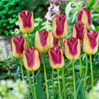 Tulipano - Boston - Tulipa - Unicità crema bordeaux - 5 bulbi