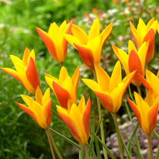 Tulipano - Chrysantha Tubergen's Gem - Tulipa - Stelle di primavera in giardino - 5 bulbi