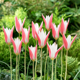 Tulipano - Clusiana Lady Jane - Tulipa - Varietà nana dal grande fascino - 5 bulbi