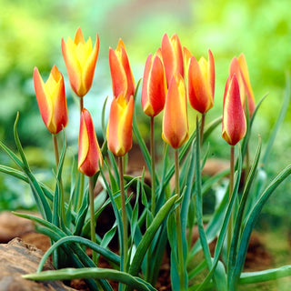 Tulipano - Clusiana Sheila - Tulipa - Elegante bellezza per aiuole primaverili - 5 bulbi