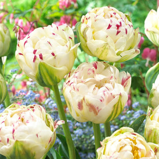 Tulipano - Danceline - Tulipa - Attira lo sguardo e l’attenzione - 5 bulbi
