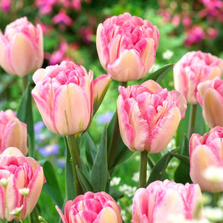 Tulipano - Foxtrot - Tulipa - Denso tappeto di fiori in maggio - 5 bulbi