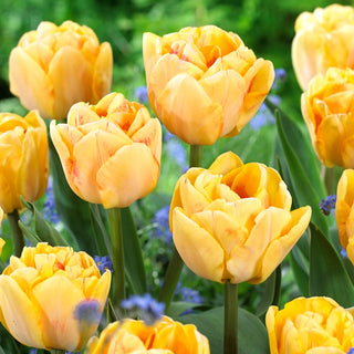 Tulipano - Foxy Foxtrot - Tulipa - Ideale per giardini piccoli - 5 bulbi