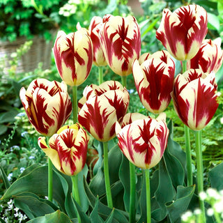 Tulipano - Grand Perfection - Tulipa - Petali eleganti, venature vivaci - 5 bulbi