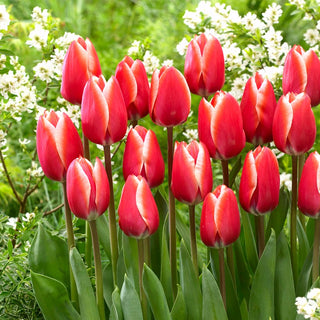 Tulipano - Kelly - Tulipa - Estremamente decorativo e intenso - 5 bulbi