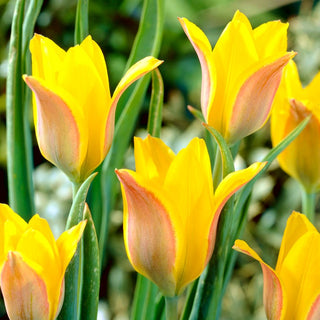 Tulipano - Kolpakowskiana - Tulipa - Giallo intenso affascinante in giardino - 5 bulbi