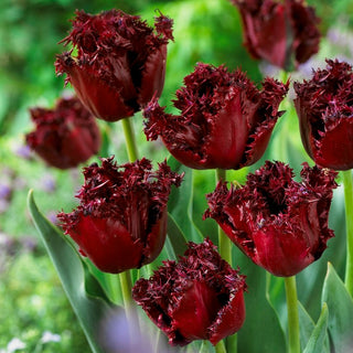 Tulipano - Labrador - Tulipa - Steli alti, fiori eleganti - 5 bulbi