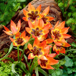 Tulipano - Little Princess - Tulipa - Fiori vivaci, freschezza di primavera - 5 bulbi