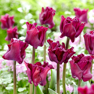 Tulipano - Negrita Crown - Tulipa - Petali ondulati dal fascino unico - 5 bulbi