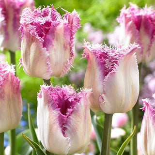 Tulipano - Oviedo - Tulipa - Fiori frangiati dal grande fascino - 5 bulbi