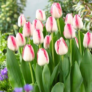 Tulipano - Playgirl - Tulipa - Silhouette slanciata e elegante - 5 bulbi