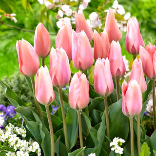 Tulipano - Poco Loco - Tulipa - Fiore affascinante ideale per recidere - 5 bulbi