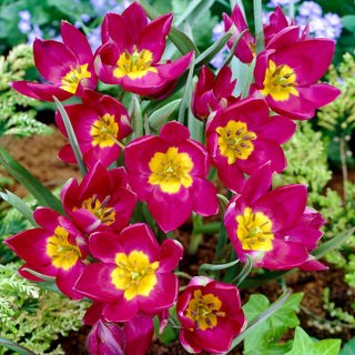 Tulipano - Pulchella Odalisque - Tulipa - Aspetto esotico e intenso - 5 bulbi