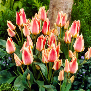 Tulipano - Quebec - Tulipa - Fiori doppi, fioritura generosa - 5 bulbi