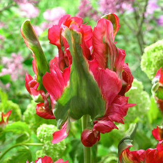 Tulipano - Red Wave - Tulipa - Pappagallo, originale, steli robusti - 5 bulbi