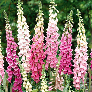 Foxglove Foxy Mixed - Dense, Bell-Shaped Flowers, Picturesque and Showy Spikes - Digitalis purpurea - Premium Seeds