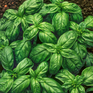 Basilico Genovese - Aroma delle erbe italiane nella tua cucina - Ocimum basilicum - 50 g