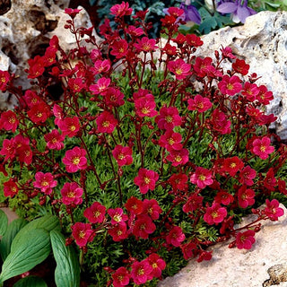 Saxifraga arendsii - Rosso - Sempreverde, perfetta per giardini rocciosi - Saxifraga arendsii - Semi Premium