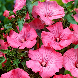Malva Regina - Rosa - Spettacolare, compatta e facile da coltivare - Lavatera trimestris - Semi Premium