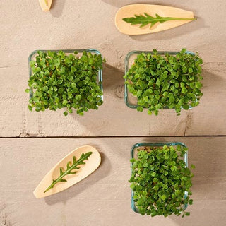 Microgreens - Ruchetta - Gusto intenso e raccolto rapido - 100 g - Semi Premium