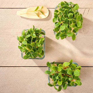 Microgreens - Girasole - Ideali per insalate e panini - Helianthus annuus - Busta Gigante - 1 kg - Semi Premium