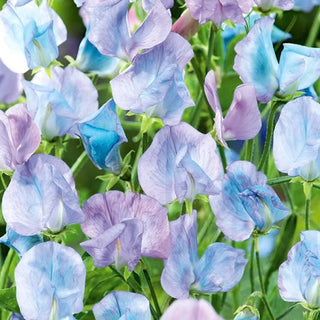 Pisello Odoroso - Azzurro Chiaro - Toni delicati di blu nei fiori - Lathyrus odoratus