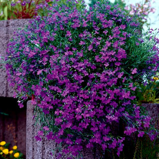 Lobelia pendente - Viola - Abbondante fioritura e lunga durata - Lobelia pendula