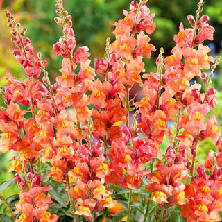 Snapdragon Orange Wonder - Exceptionally Pretty Flower Clusters - Antirrhinum majus maximum - Premium Seeds