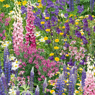 Perennial Melliferous Plants Mixed - Floral Paradise for Bees and Butterflies - Premium Seeds